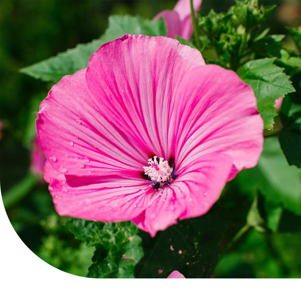  Grootbloemige Lavatera 'Loveliness'