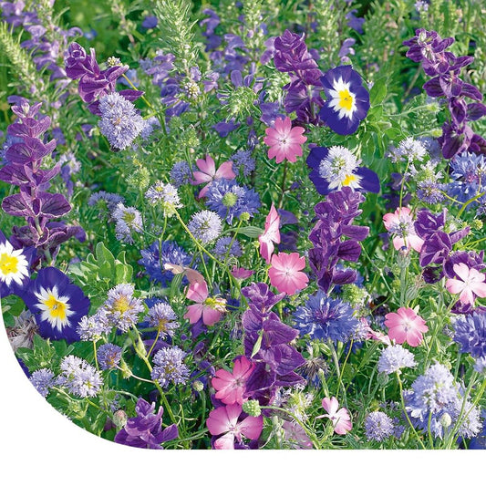  Zomerbloemen -Blauwe Tinten Mix