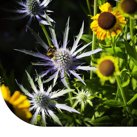  Herfstbloemenmengsel
