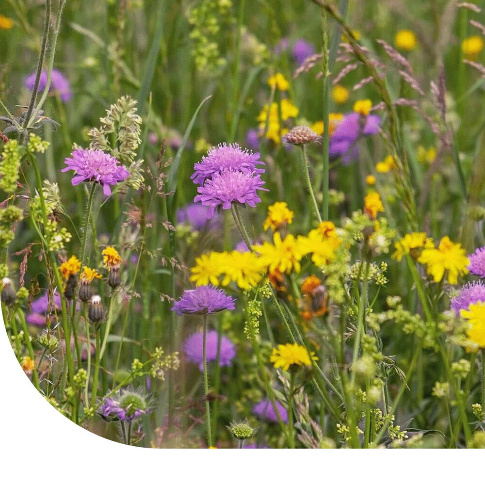  M4 - Laag Bloemrijk Graslandmengsel
