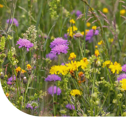  M4 - Laag Bloemrijk Graslandmengsel