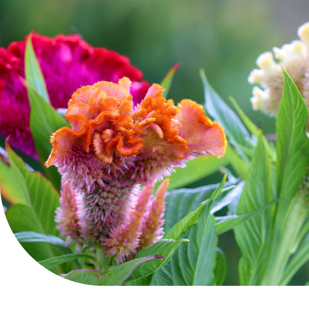  Hanekam - Celosia Cristata (gemengd)