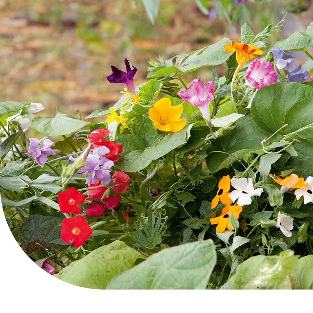  Klimplanten Mengsel