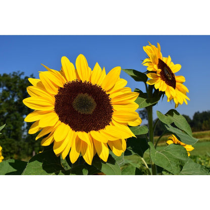  Reuzenzonnebloem 'Taiyo' - Helianthus Annuus