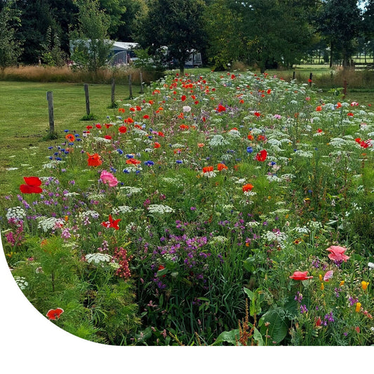  Laagbloemenmengsel 1- En Meerjarig