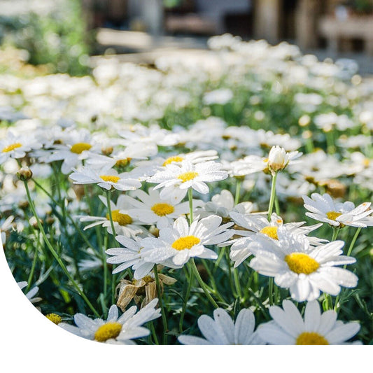  Madeliefje - Bellis Perennis