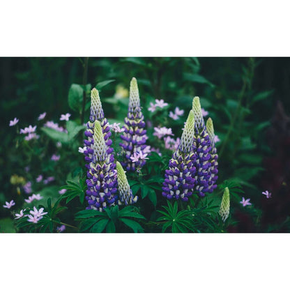  Blauwe Lupine - Lupinus Angustifolius