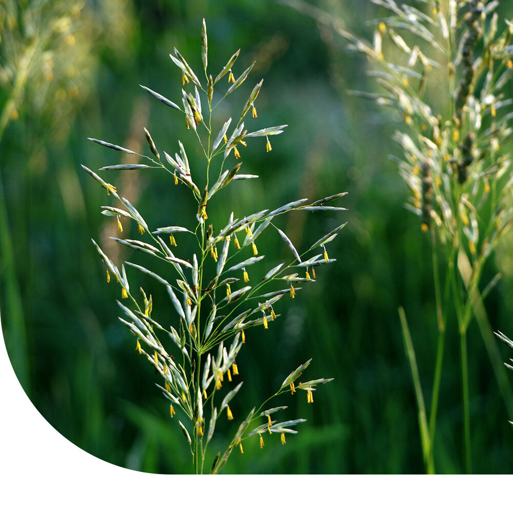  Beemdlangbloem - Festuca Pratensis