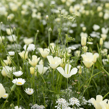  Zomerbloemen Witte Tinten Mix