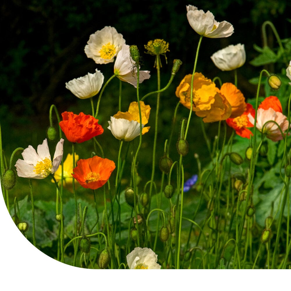  IJslandse Klaproos - Papaver Nudicaule