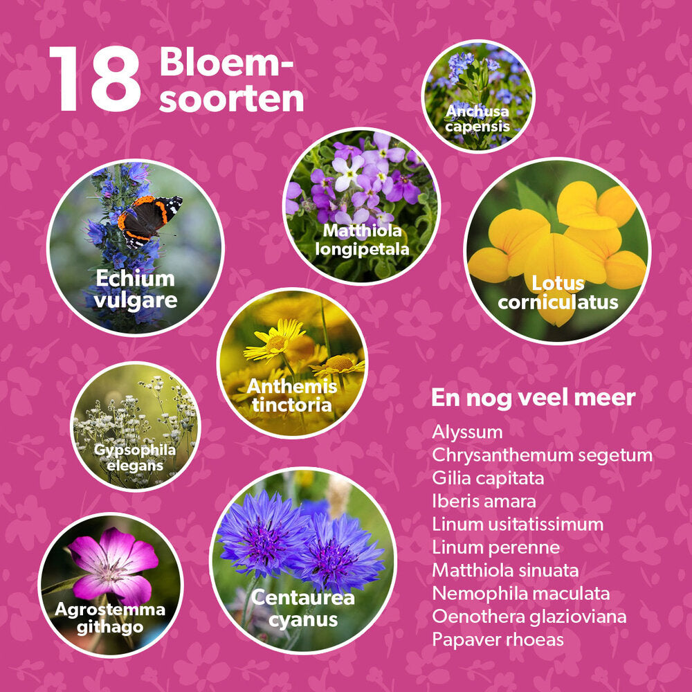  Flower Bombs - Zaadbommen Mix - Van Harte Gefeliciteerd!