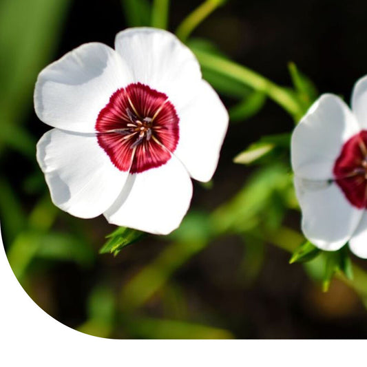  Rood Vlas 'Bright Eyes' - Linum Grandiflorum