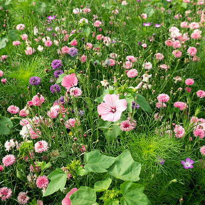  Zomerbloemen Roze Tinten Mix