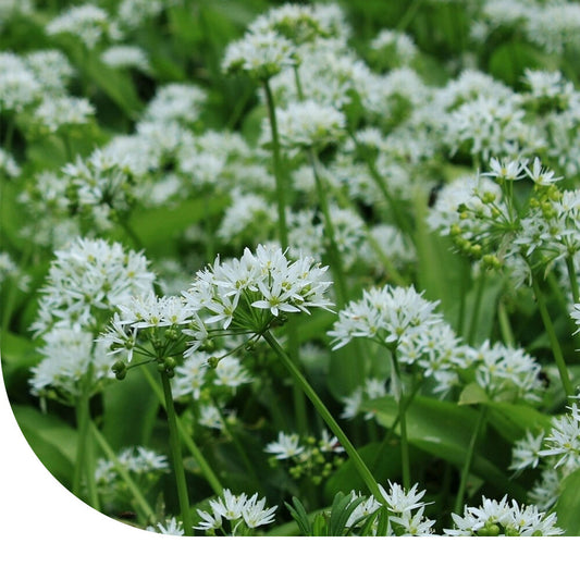  Knoflookbieslook Zaden - Garlic Chives