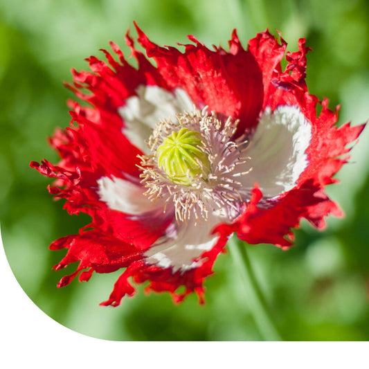  Slaapbol 'Danish Flag' - Papaver Somniferum