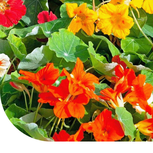  Oost-Indische Kers 'Jewel' - Tropaeolum