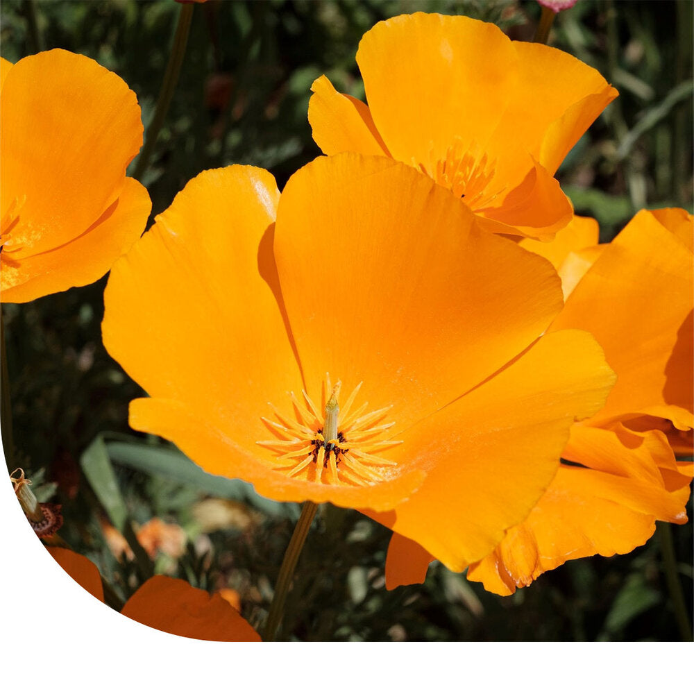  Slaapmutsje Gemengd - Eschscholzia Californica