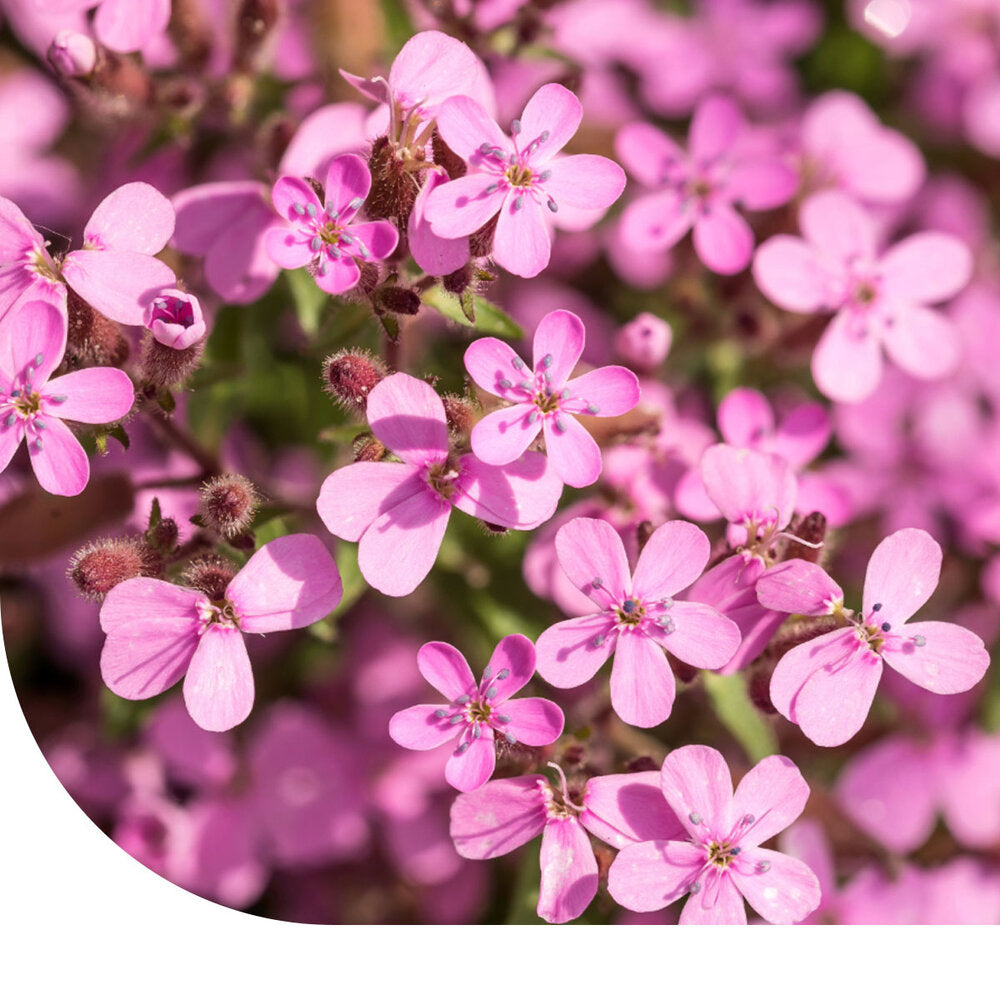  Muurzeepkruid - Saponaria Ocymoides