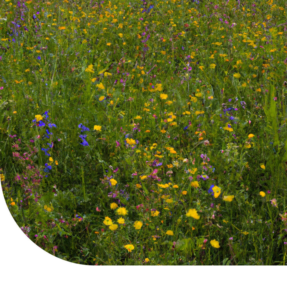  Schaduwrijk Bloemenmengsel - Meerjarig