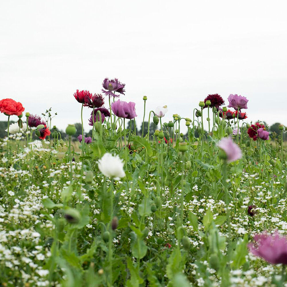  Droogbloemenmengsel- 21 Soorten