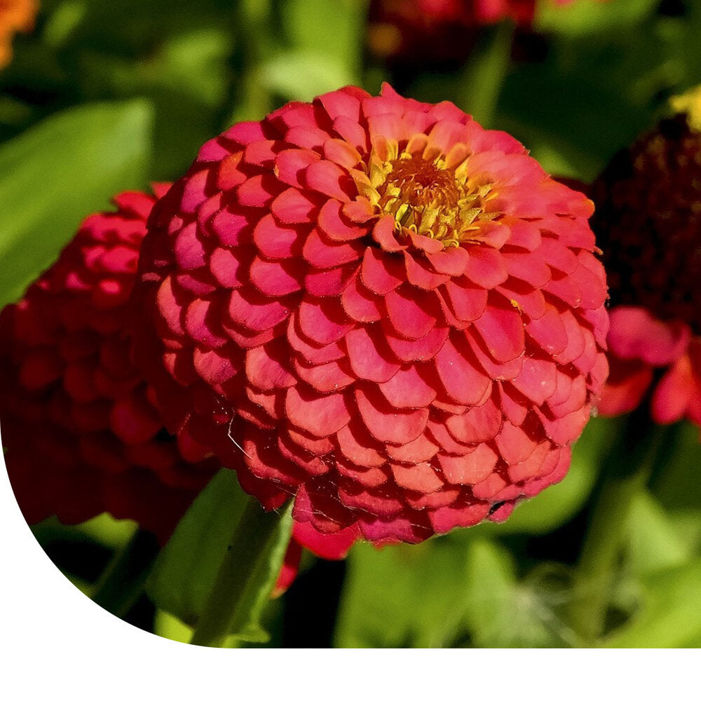  Zinnia - Dahliabloemig (gemengd) - Zinnia Elegans