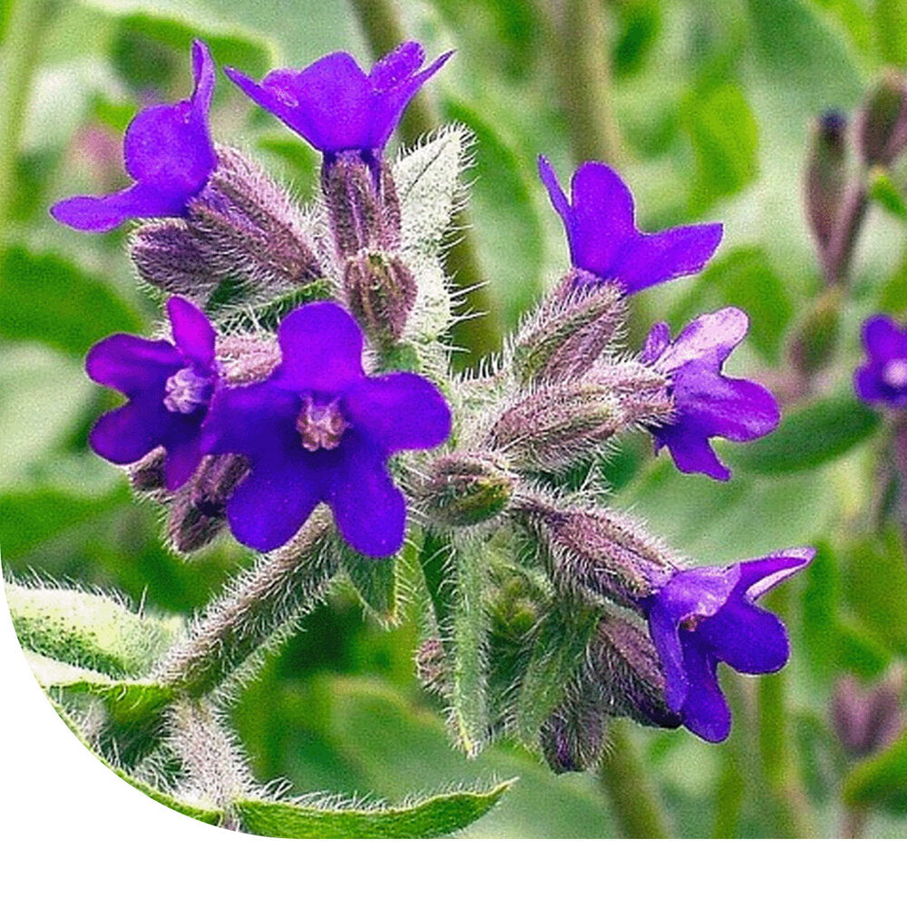  Ossentong - Anchusa Capensis 'Dawn'
