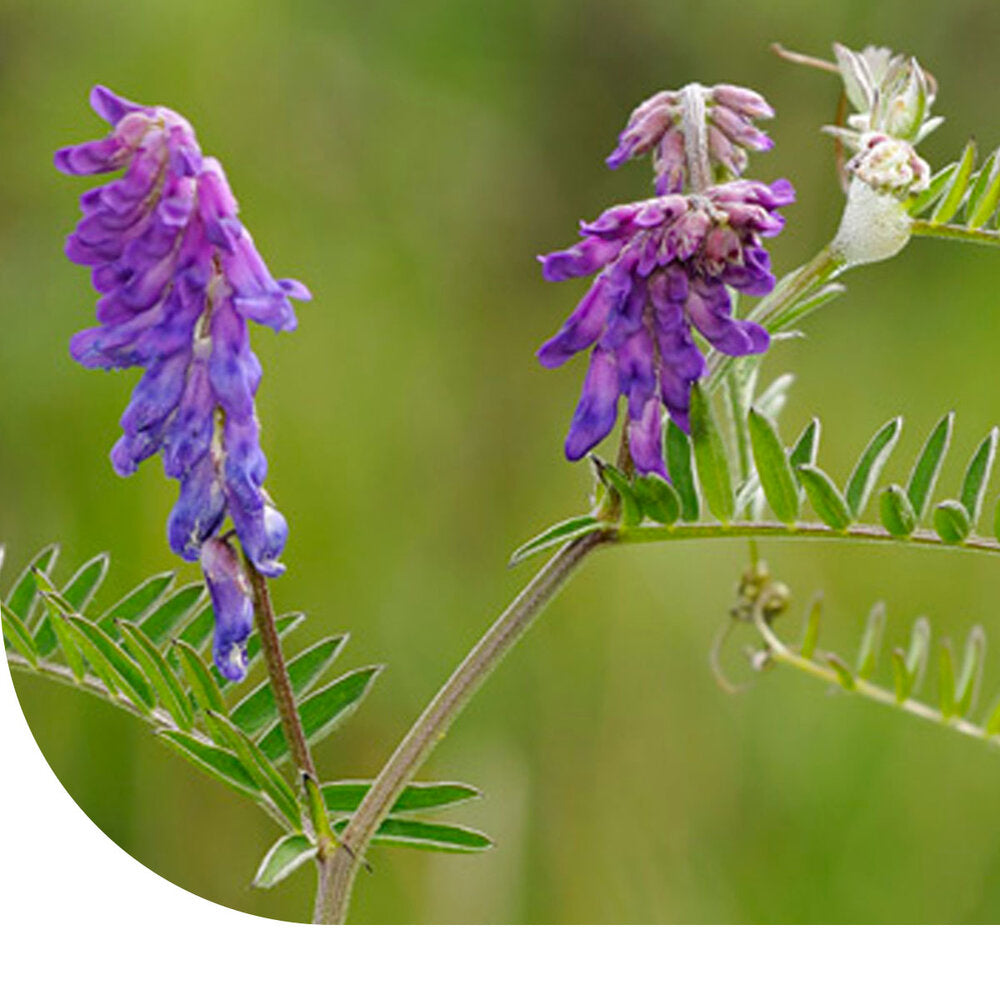  Zomerwikke - Vicia Sativa