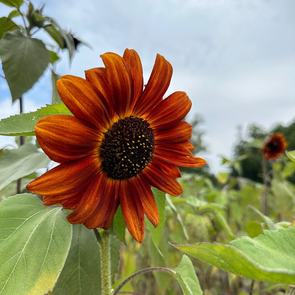  Zonnebloem "Avondzon"