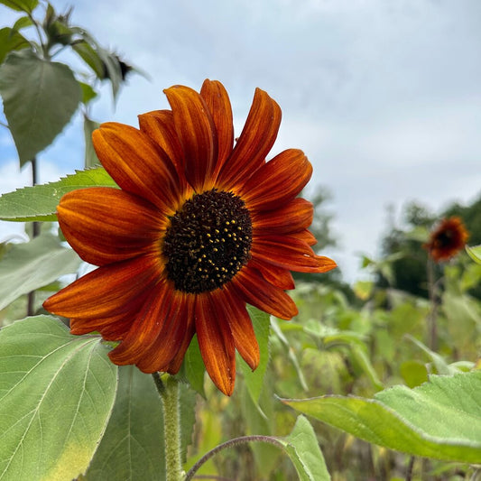  Zonnebloem "Avondzon"