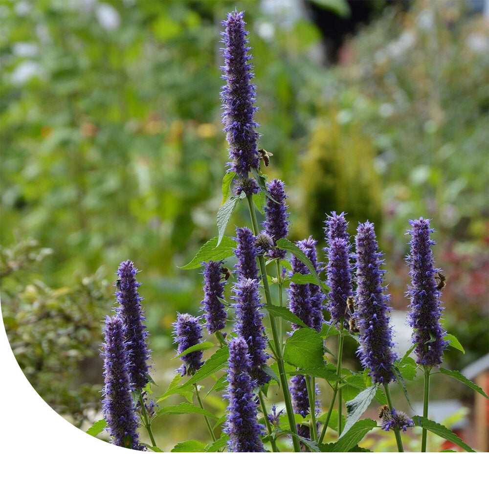  Dropplant - Agastache Foeniculum