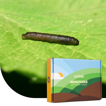  Aaltjes Tegen Emelten (Steinernema Carpocapsae)