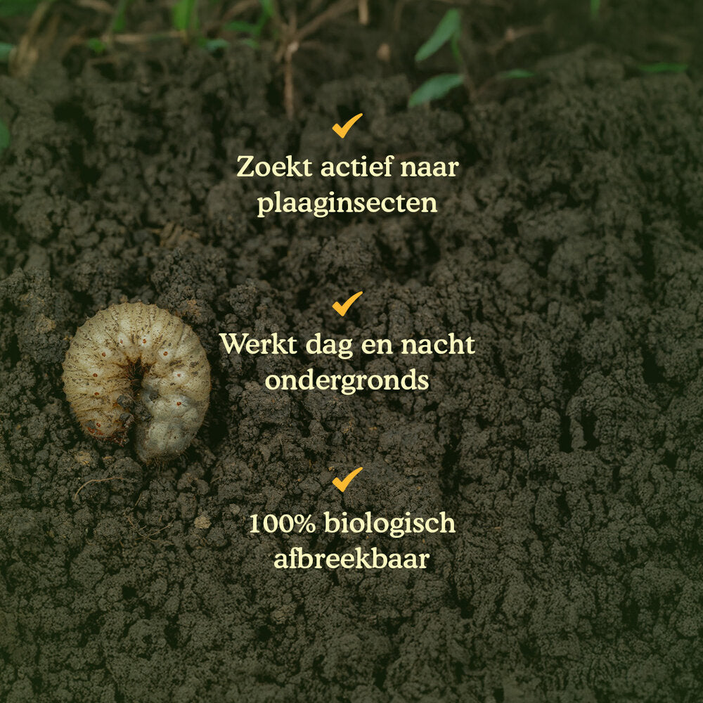  Aaltjes Tegen Engerlingen (Heterorhabditis Bacteriophora)