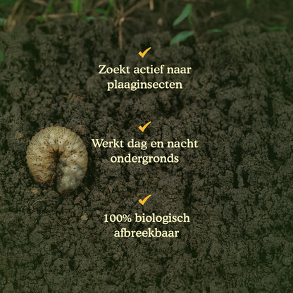 Aaltjes Tegen Engerlingen (Heterorhabditis Bacteriophora)