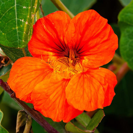  Oost-Indische Kers 'Glorious Gleam'