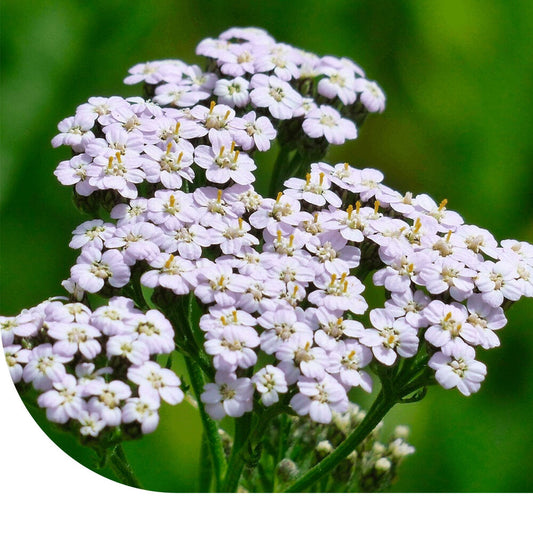  Duizendblad -Achillea Millefolium