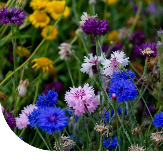  Keizerskorenbloem - Centaurea Moschata Imperialis