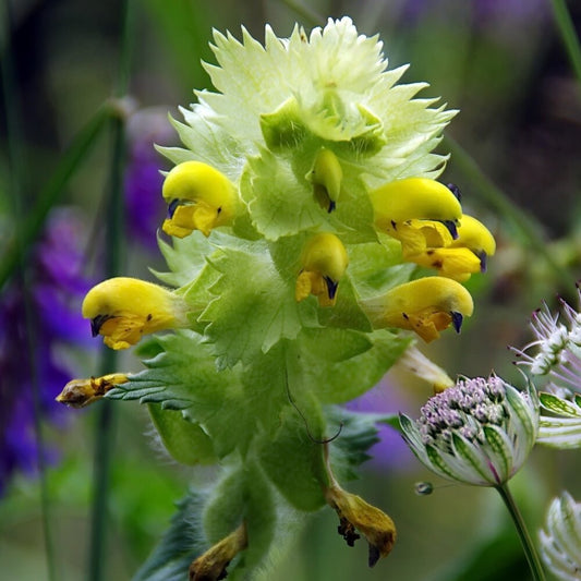  Grote Ratelaar -Rhinanthus Angustifolius