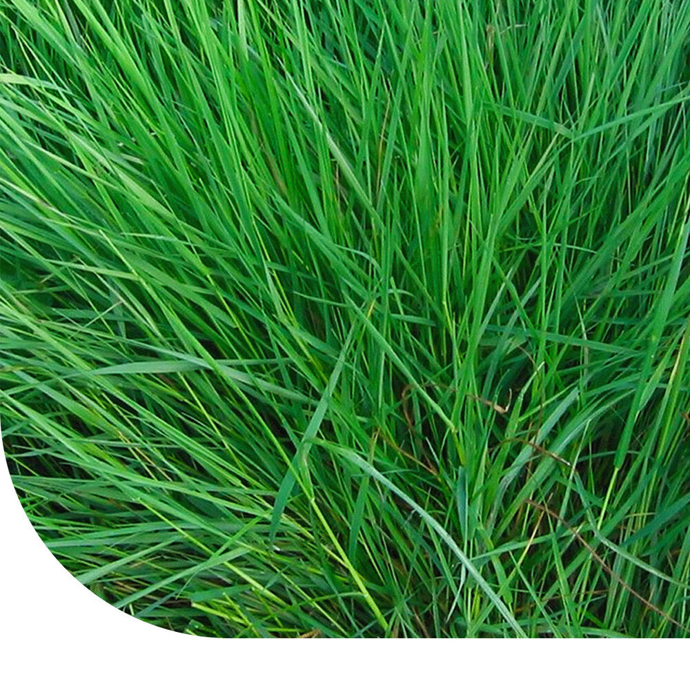  Gewoon Struisgras - Agrostis Capillaris
