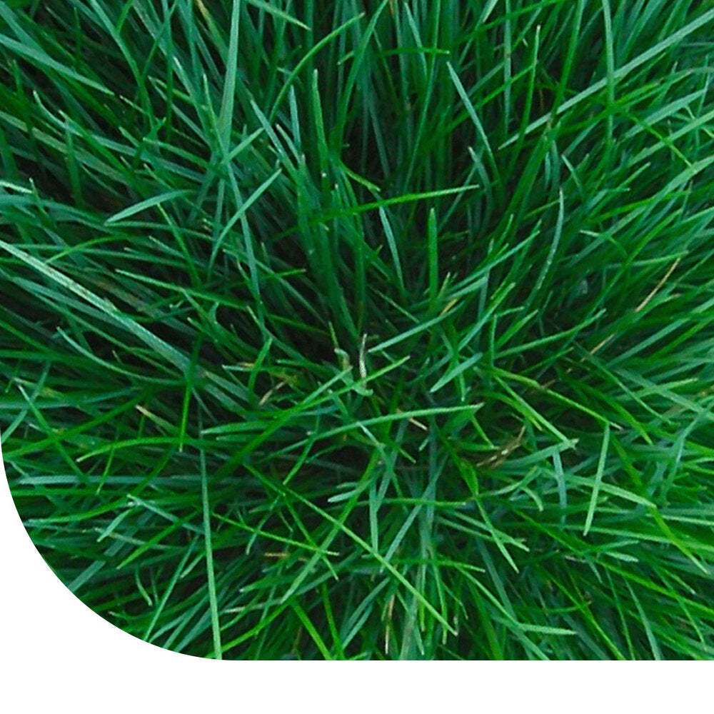  Roodzwenkgras Fijn - Festuca Rubra Litoralis