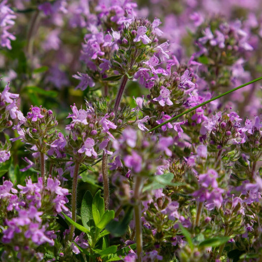  Kleine Tijm - Thymus Serpyllum