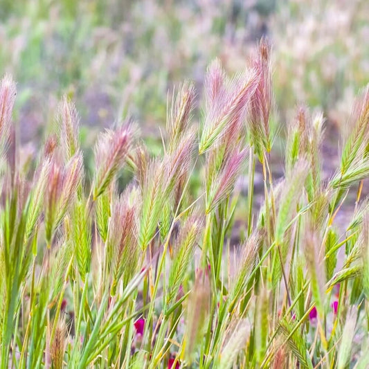  Prairietuin Compleet