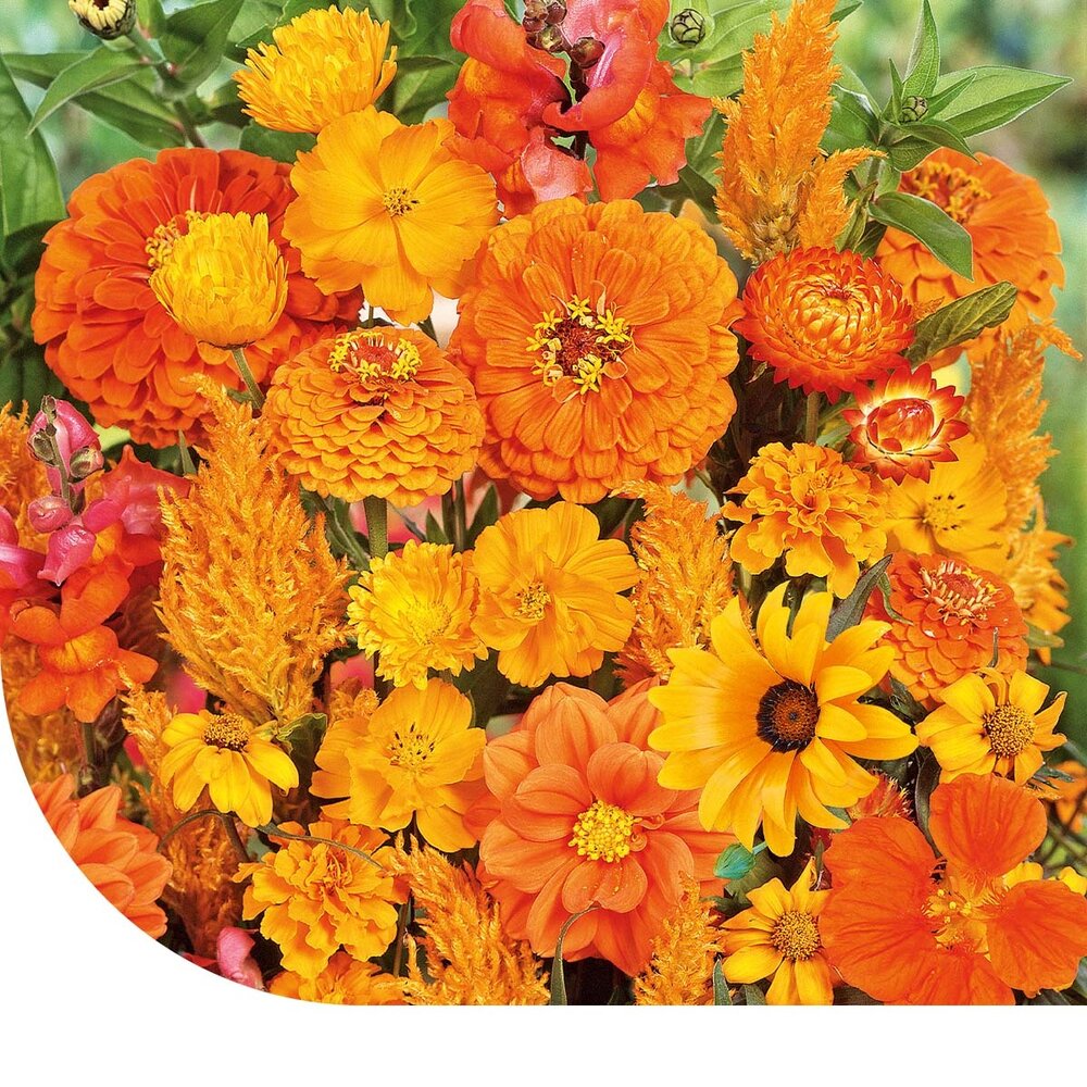  Zomerbloemen Oranje Tinten Mix