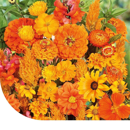  Zomerbloemen Oranje Tinten Mix