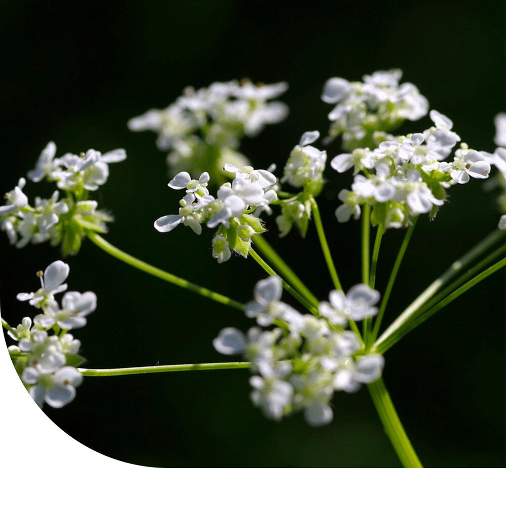  Groot Akkerscherm - Ammi Majus