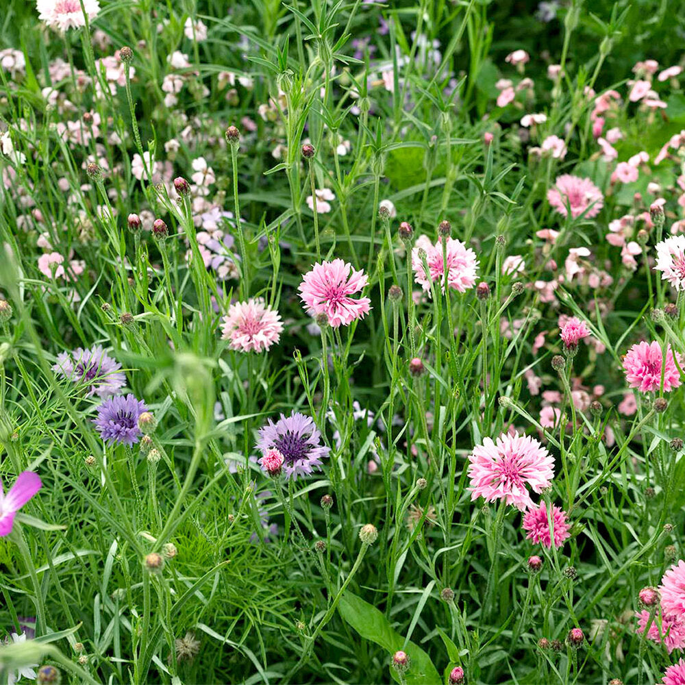  Zomerbloemen Roze Tinten Mix