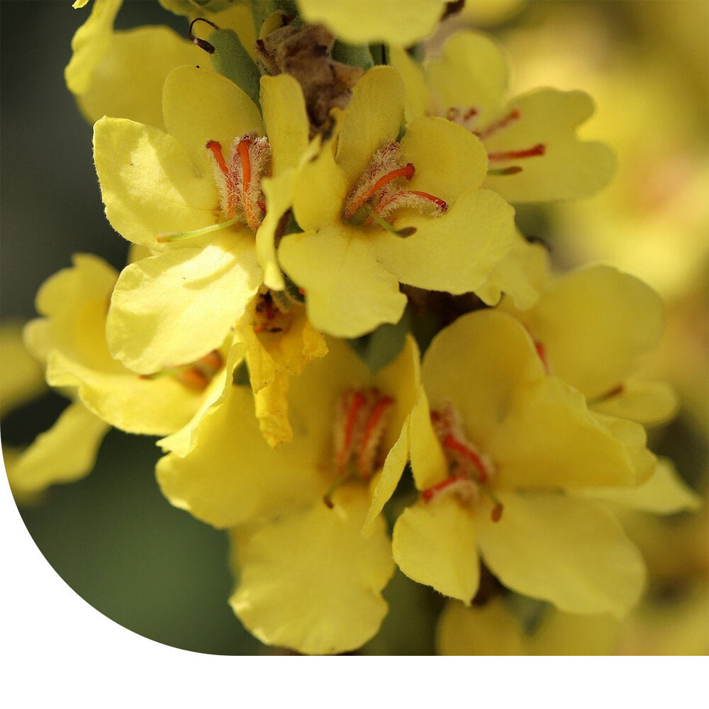  Stalkaars - Verbascum Densiflorum