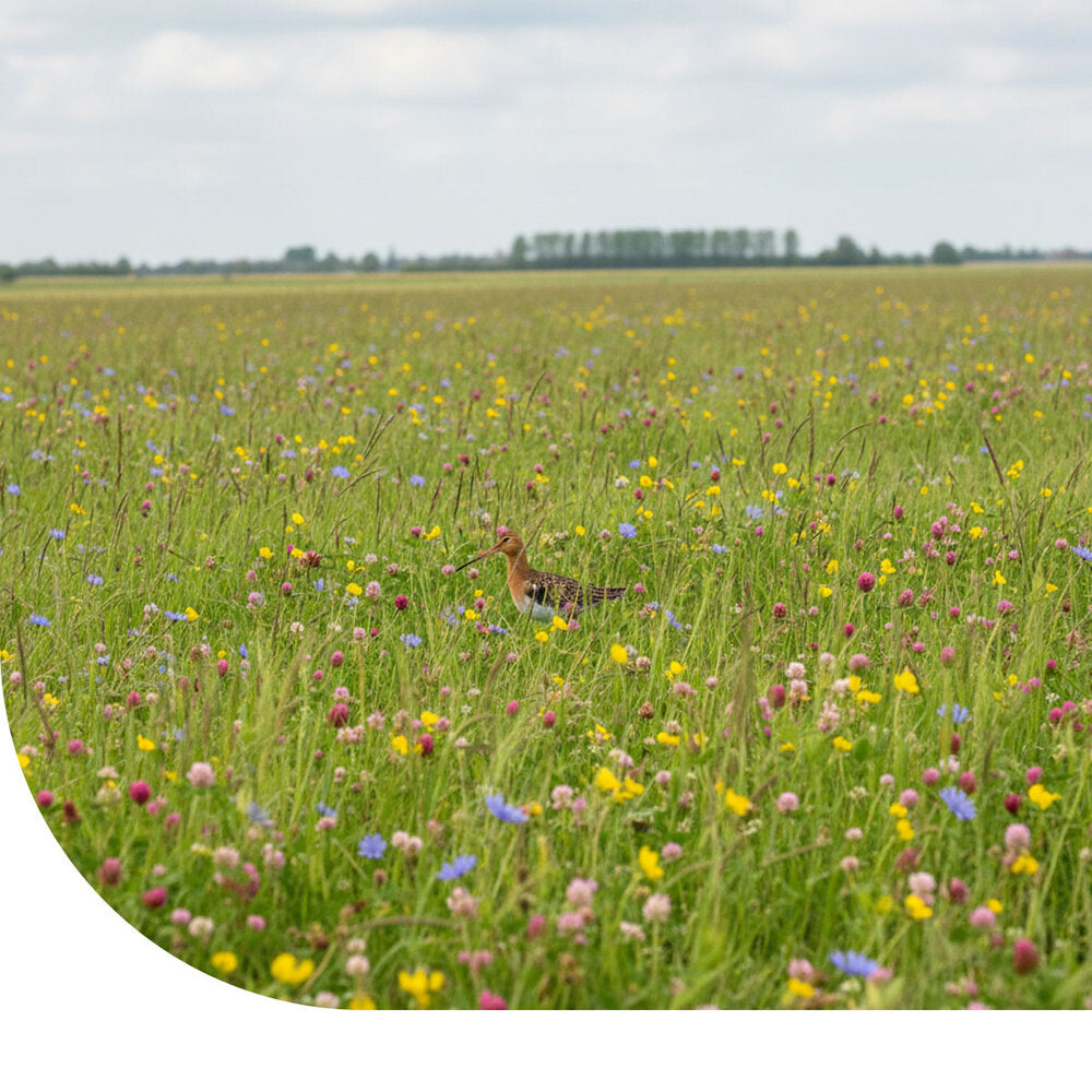  Grutto Inheems Bloemenmengsel & Weidevogels