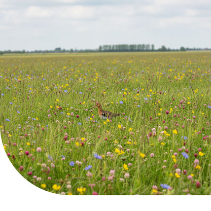  Grutto Inheems Bloemenmengsel & Weidevogels