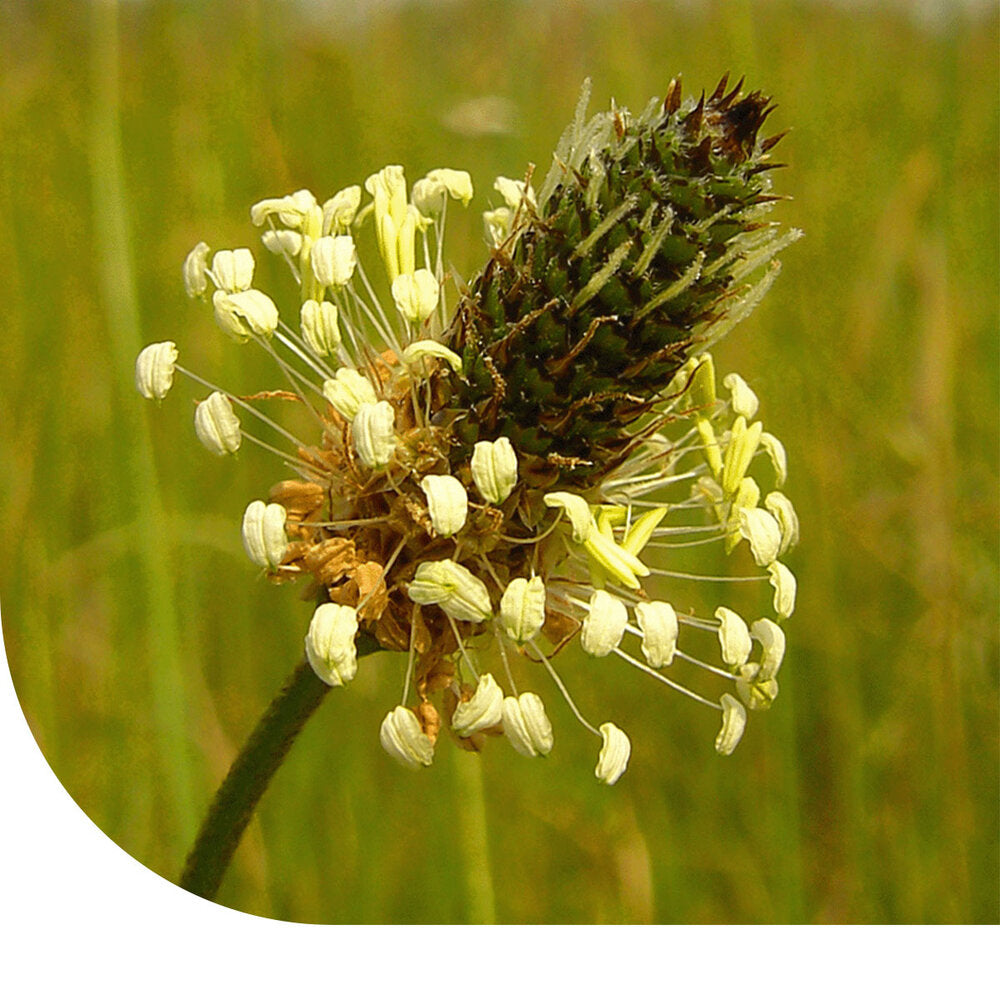  Smalle Weegbree - Plantago Lanceolata