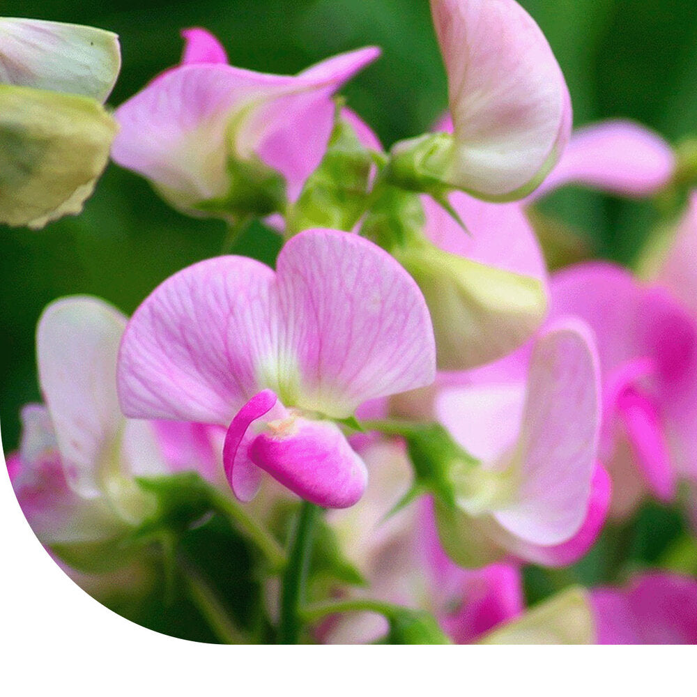  Reukerwt 'Cupid Rose' Gemengd